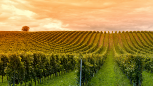 Viniculture